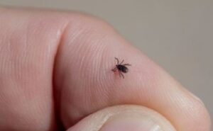 morsure-de-tique